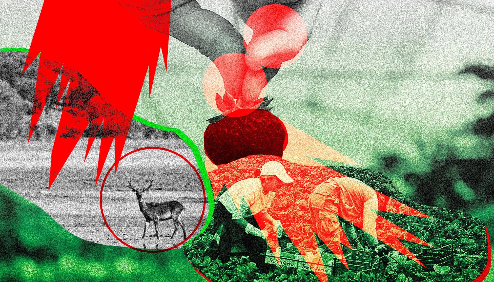 Huelva_fresasDoñana_23